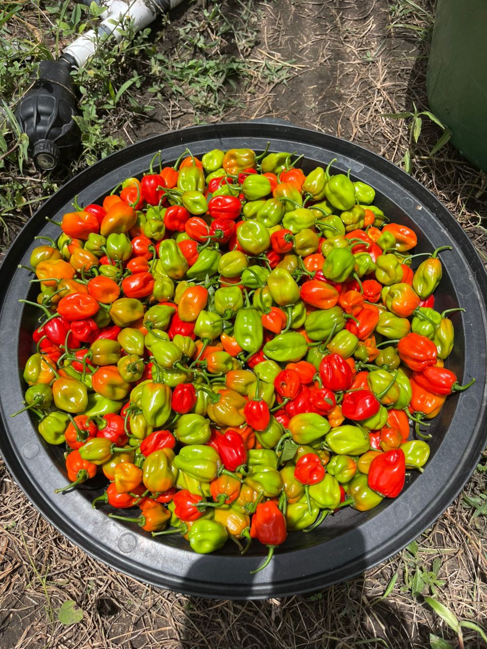 Habanero peppers
